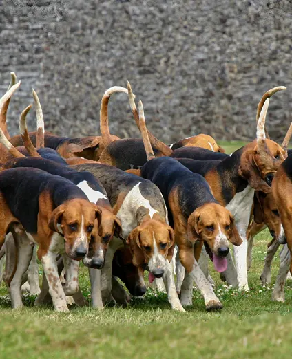 Chiens de chasse a courre