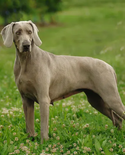 Chiens pour la chasse au sanglier